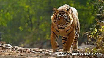 First phase of tiger census work complete in Uttarakhand: Head of Forest Force - Outlook India