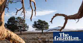 Lost Forest: why is BrewDog’s green scheme causing controversy? - The Guardian