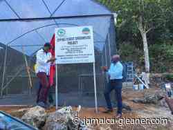 Epping Forest farmers hopeful for agri boost | News - Jamaica Gleaner