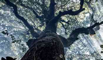 El Salvador declares rare 'red alert' amid surge in forest fires - Mongabay.com