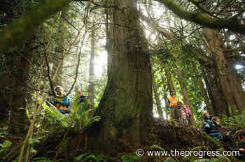 Chilliwack group seeking support to create 'urban forest park' on Little Mountain – Chilliwack Progress - Chilliwack Progress