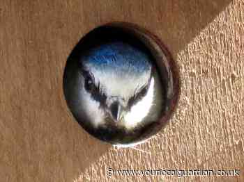 Wild Things: Eric Brown turns his spotlight on wildlife. This week: nestboxes