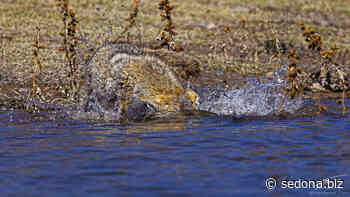 Today's Photo from Ted Grussing Photography: A Coyote Carp(e) Diem - Sedona.Biz - The Voice of Sedona and The Verde Valley - Sedona.biz
