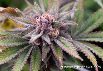 Flowering medical marijuana now available in Minnesota - WIZM NEWS