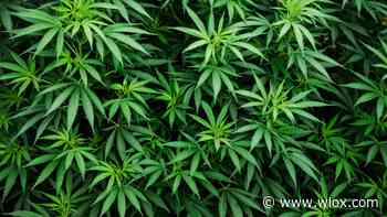 Medical Marijuana seminar happening soon in Gulfport - WLOX