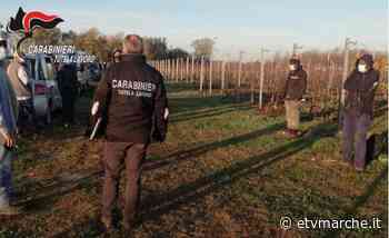 Sfruttamento del lavoro e manodopera clandestina, blitz dei Carabinieri di Fermo nei confronti di 7 pakistani - Redazione ETV Marche