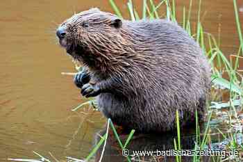 Der Biber im Rheinwald ist gekommen, um zu bleiben - Breisach - Badische Zeitung