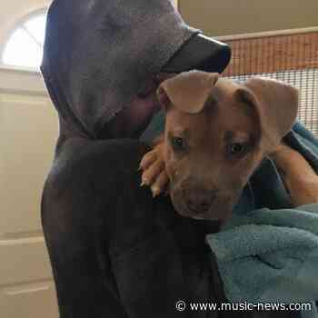Halsey mourns sudden death of dog Jagger