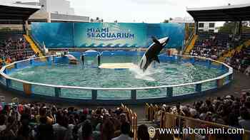 Miami Seaquarium to End Shows Featuring Killer Whale Lolita