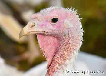 Neuer Geflügelpestausbruch in Garrel - top agrar online