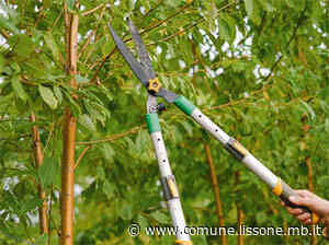 Comunicato stampa - Cura del verde pubblico: in corso la potatura di oltre 300 piante - Comune di Lissone