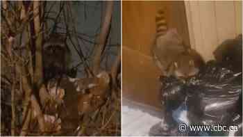 Trash pandas in Calgary? Sighting raises questions about raccoon population