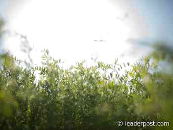 Saskatchewan ag exports hit record in 2021 - Regina Leader Post