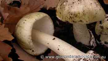 Warning over eating poisonous mushrooms - Gloucester Advocate