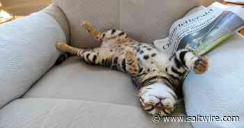 WEATHER PHOTO: This cat is tired of the news in Amherst, NS - Saltwire