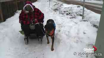 Accessibility on agenda as 4-legged advocate heads to Edmonton City Hall - Global News