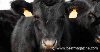 Consumers still pay for Prime beef