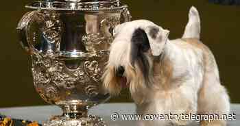 Coventry's Dog Show and Family Fun Day coming next month - Coventry Live