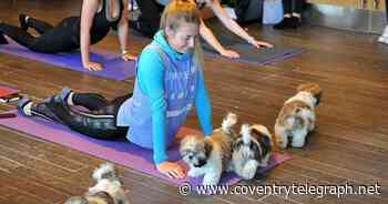 Puppy Yoga is coming to Coventry - Coventry Live