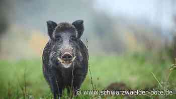 Ortschaftsrat Wittershausen - Jagdneuverpachtung sorgt für Unmut - Schwarzwälder Bote