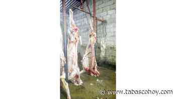 Aumenta matanza ilegal de reses en Macuspana - Tabasco HOY