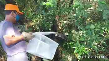 Defesa Civil de Capivari captura segundo gambá-de-orelha-branco em seis dias - Globo.com