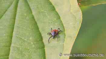 Gesundheit - Chemnitz - RKI weitet FSME-Risikogebiet in Sachsen aus - Gesundheit - SZ.de - Süddeutsche Zeitung - SZ.de