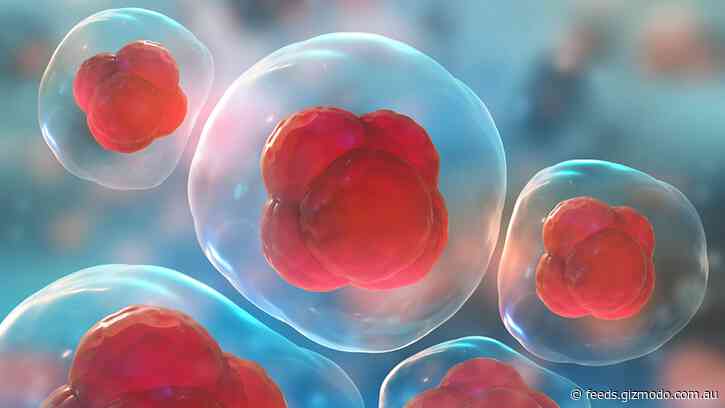 The Sex of Your Cells Matters
