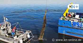Schleswig-Holstein will Geisternetze aus der Ostsee bergen