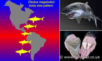 Megalodons grew even BIGGER in colder waters study reveals 