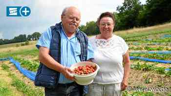 Netphen: Frische Erdbeeren direkt vom Feld in Beienbach - WP News