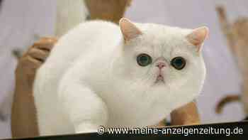 Ukraine-Krieg: Katzen aus Russland von internationalen Wettbewerben ausgeschlossen