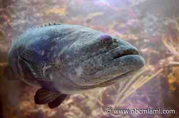 Florida Lifts 30-Year Ban on Goliath Groupers: What Catchers Should Know