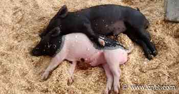 Researchers Figure Out How to Interpret Pig Grunts as Pig Emotions     - CNET