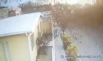 Crashed flock of yellow-headed blackbirds likely downed by reflective roof