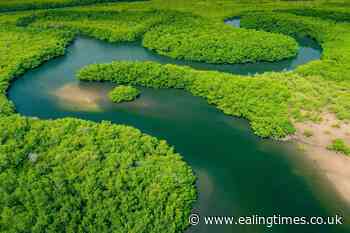 Amazon rainforest reaching 'tipping point', researchers say - Ealing Times