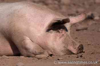 Pig grunts translated into emotions for the first time – study - Ealing Times