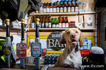 The Cornwall pet shop that's actually a bar for dogs - ITV News