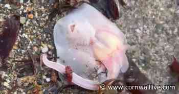 Tiny spotted ray rescued on Porth beach in Cornwall - Cornwall Live