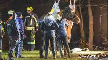 Fulda: Ausgerutscht: Retter ziehen altes Pferd aus Bach | Regional - BILD