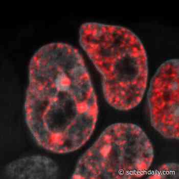 DNA Replication Speed Limit Could Be a Breakthrough for Stem Cell Therapy