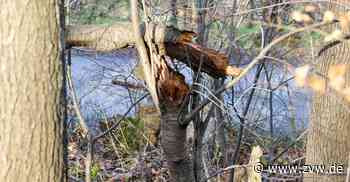 Revierförster Baranek rät: Nach Sturm eine Woche nicht in den Wald - Kernen - Zeitungsverlag Waiblingen - Zeitungsverlag Waiblingen