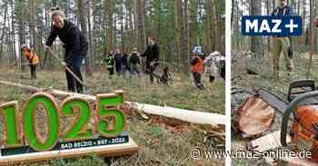 Wie in Bad Belzig eine Kiefer vom Galgenberg zum Maibaum für das Stadtjubiläum wird - Märkische Allgemeine Zeitung