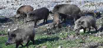 Peste suina: 53° caso accertato, è il quarto a Ovada - La Stampa