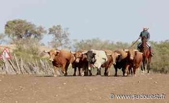Toros de Dax : quelques foulées chez Nuñez del Cuvillo - Sud Ouest