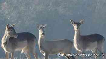 Caorle, scatta le foto ai caprioli e si cappotta con la jeep - La Nuova Venezia