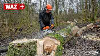 Witten: Sozialdemokraten sorgen sich um Baumschäden - WAZ News