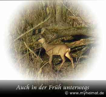Auch in der Früh unterwegs ! - Lutherstadt Wittenberg - myheimat.de