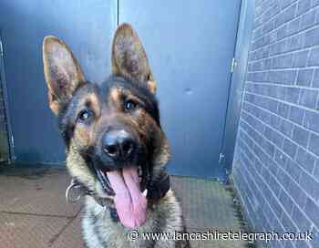 Man chased by police dog and arrested after fleeing car on M65