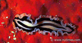 Finding a Retirement Home for 466 Frozen Flatworm Fragments